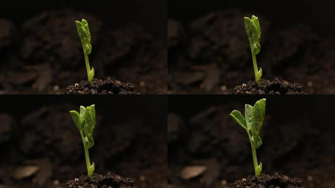 发芽豌豆种子生长在地面农业中春季夏季延时