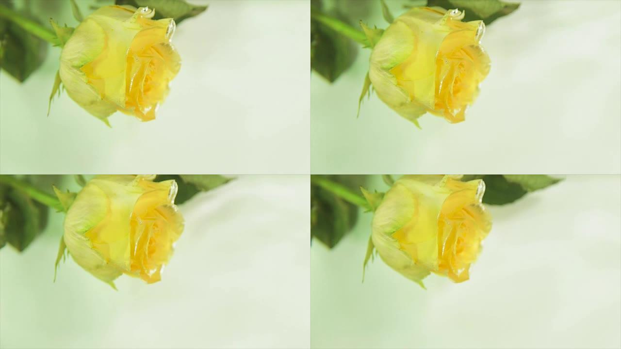 流水中的黄色玫瑰芽