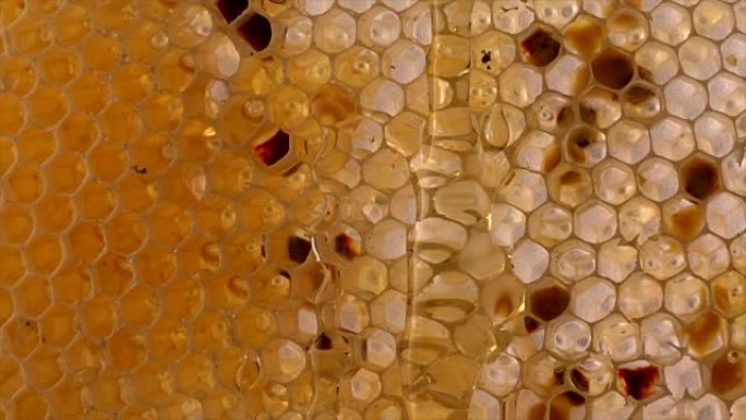 蜂蜜梳子。蜂窝碎片，抽象背景