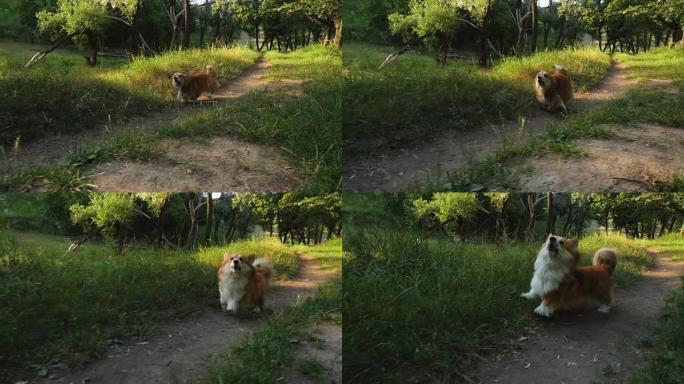日落时分欢快的柯基狗在森林里奔跑
