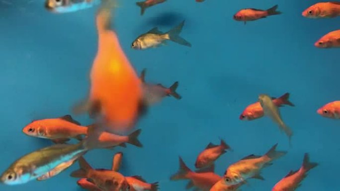 金鱼在水族馆游泳