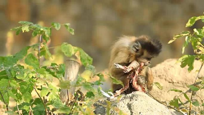 卷尾猴吃