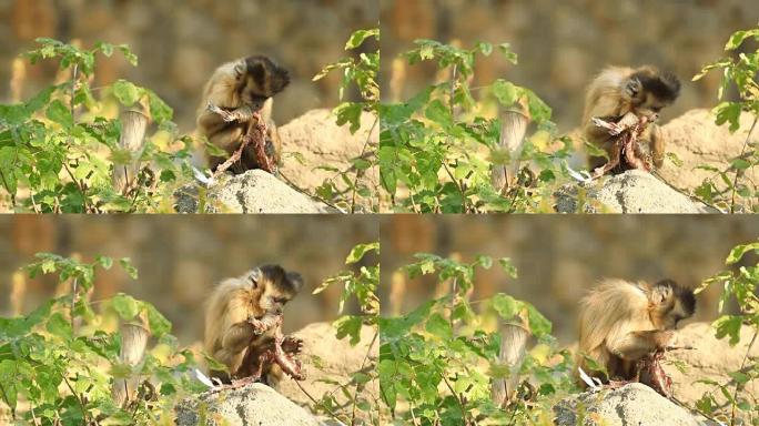 卷尾猴吃