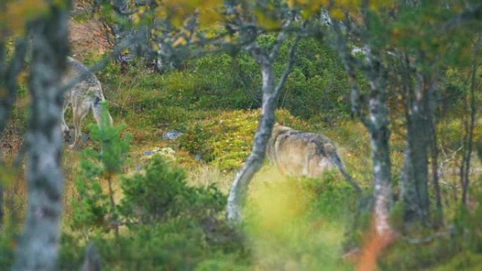 秋天，两只大灰狼在森林中奔跑