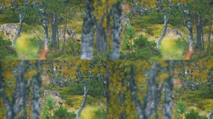 秋天，两只大灰狼在森林中奔跑