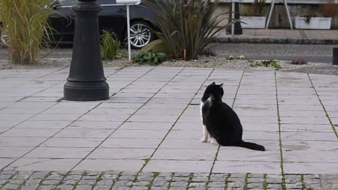 城市广场上一只黑白猫不慌不忙