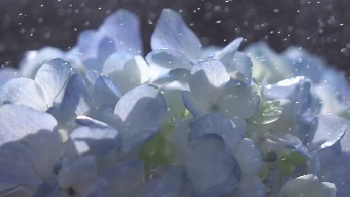 雨滴以慢动作落在美丽的蓝色绣球花上。