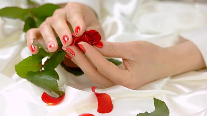 女性的手轻轻地抚摸着红玫瑰。