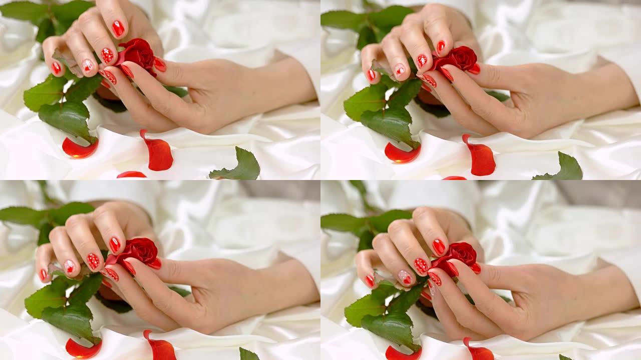女性的手轻轻地抚摸着红玫瑰。