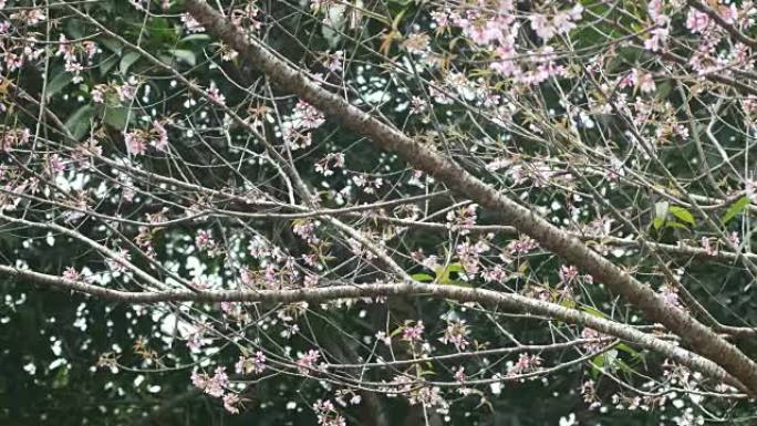 野生喜马拉雅樱桃枝和花朵