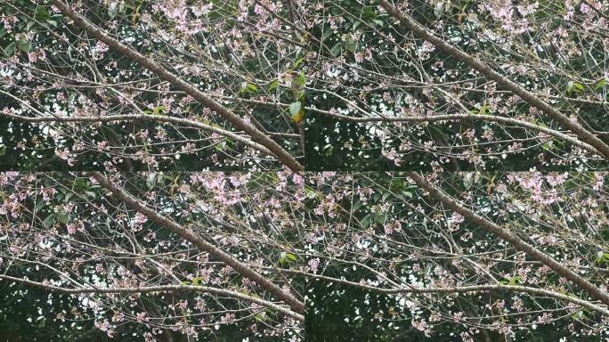 野生喜马拉雅樱桃枝和花朵