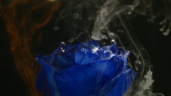 美丽的蓝玫瑰与水中的墨水混合的惊人的大气镜头