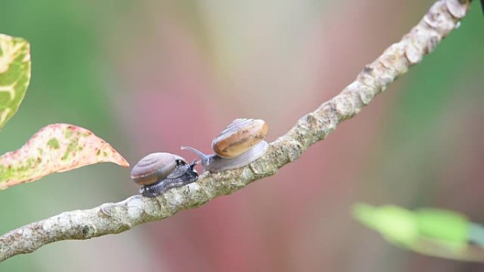 蜗牛是植物上的无脊椎动物野生动物