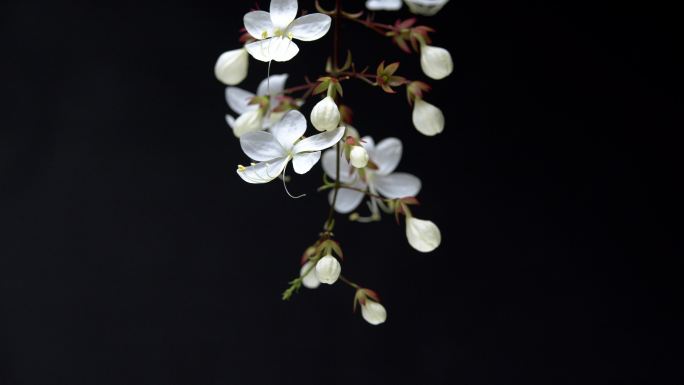 6K开花延时摄影花朵绽放垂珠茉莉白色小花