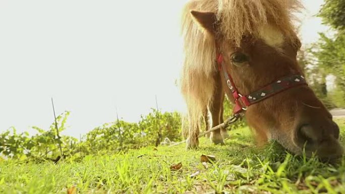 棕色小马在镜头后面吃草，小马在吃草