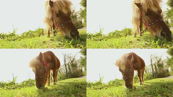 棕色小马在镜头后面吃草，小马在吃草