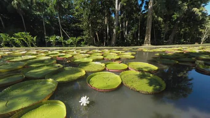 毛里求斯带巨大睡莲垫的公园和池塘