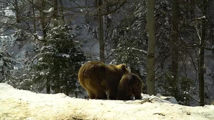 冬季森林中的棕熊。两只熊在雪地里吃饭。妈妈和她的幼崽。