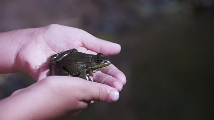河岸上一个孩子手中的绿色青蛙。慢动作