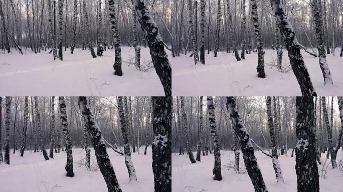 那个女滑雪者在白桦树丛中穿过森林。俄罗斯的冬天。大自然。