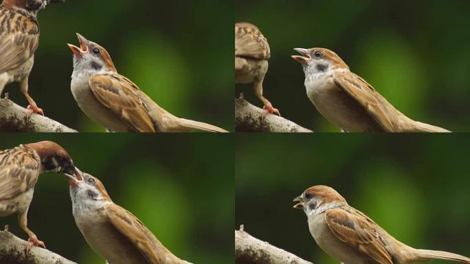 菲律宾玛雅人或欧亚树麻雀或通过人montanus perch在树枝上，嘴食伴侣