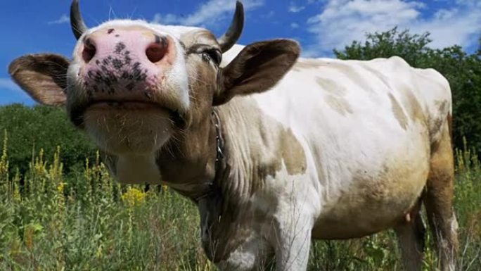 美丽的灰白相间的牛在草地上吃草，闻到天空背景上的相机。慢动作