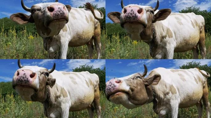 美丽的灰白相间的牛在草地上吃草，闻到天空背景上的相机。慢动作