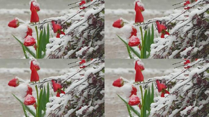 被雪覆盖的红色芽