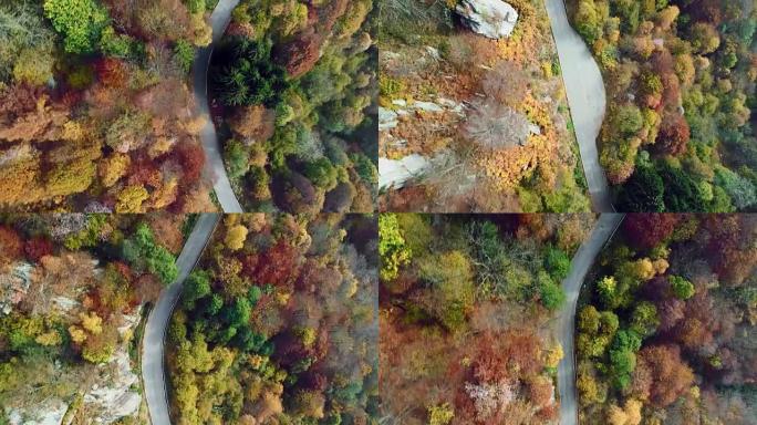 在五颜六色的乡村秋天森林中，高架空中俯视图跟随道路。秋天的橙色，绿色，黄色的红树树林。街道路径建立。