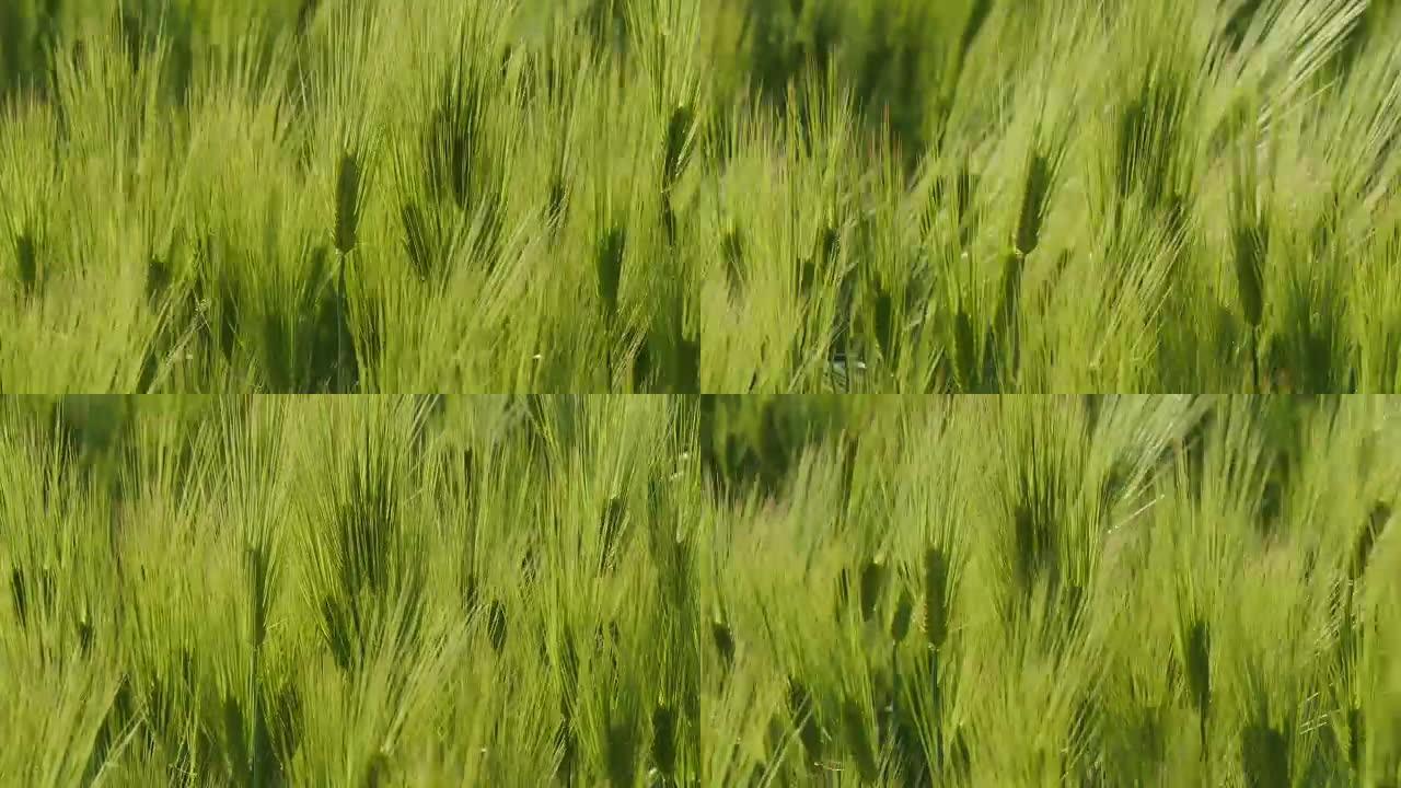 大麦吹制的绿色田野