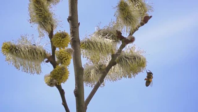 勤劳的蜜蜂在慢动作中从柳絮中收集蜂蜜的花蜜
