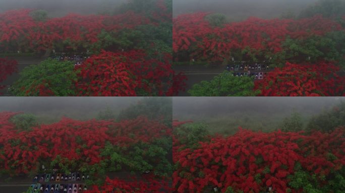 凤凰花树下练瑜伽