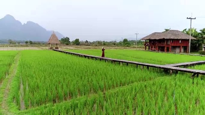 无人机拍摄的4k视频鸟瞰图。年轻女子走在绿色稻田的木路上