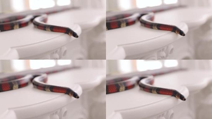 一张黑红相间的蛇躺在桌子上的特写。