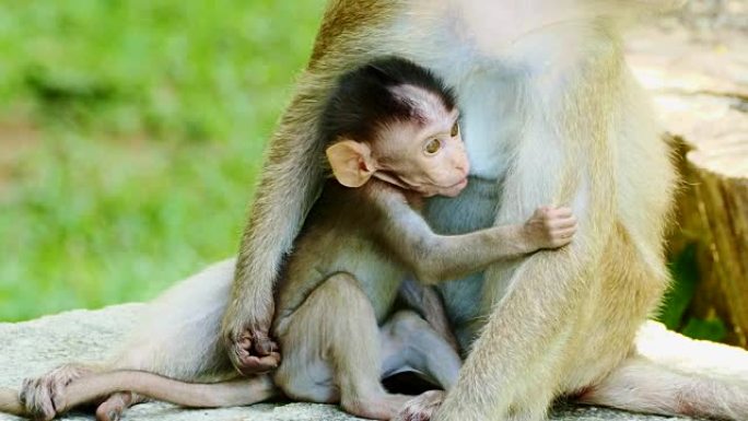 猴子母乳喂养。