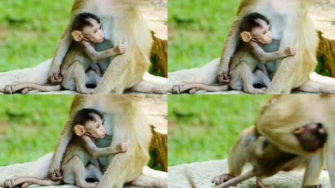 猴子母乳喂养。
