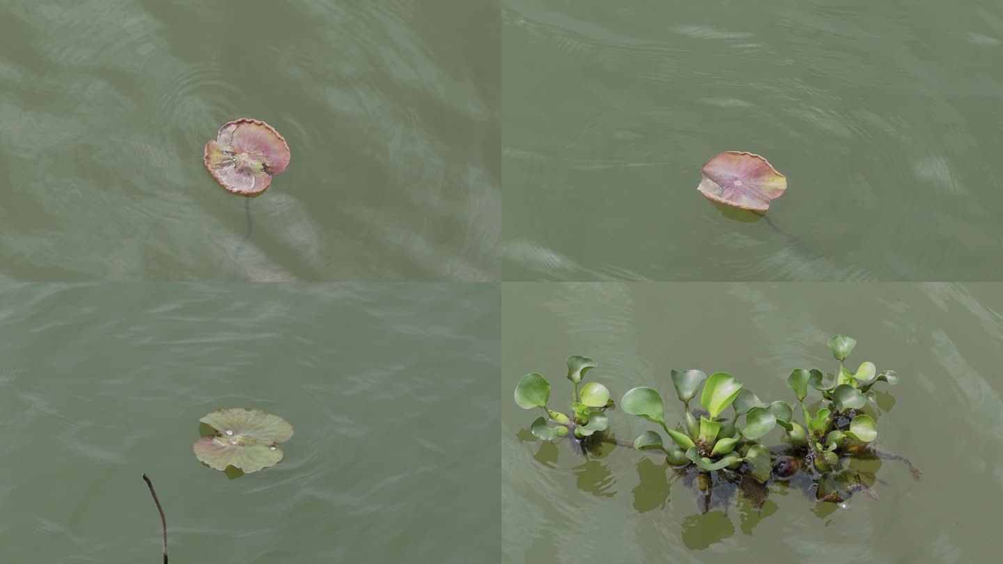 湖水中的睡莲