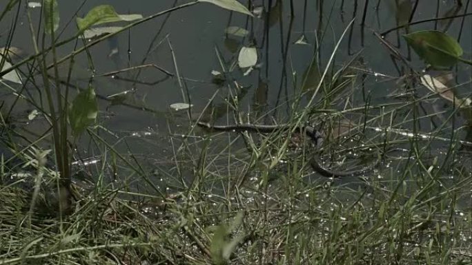 移动草蛇，浮萍池塘上的natrix