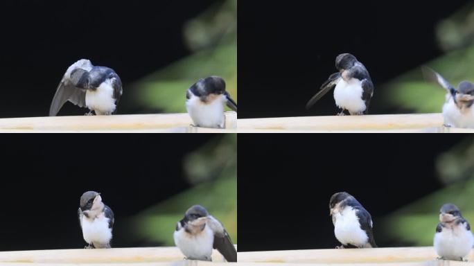 中国鸟类新纪录线尾燕幼鸟梳理羽毛特写镜头