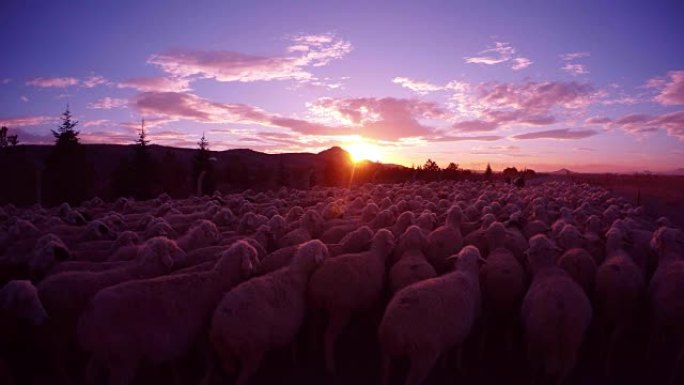夕阳前挤了很多羊，后景