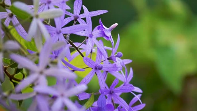 海燕花，紫色藤蔓花