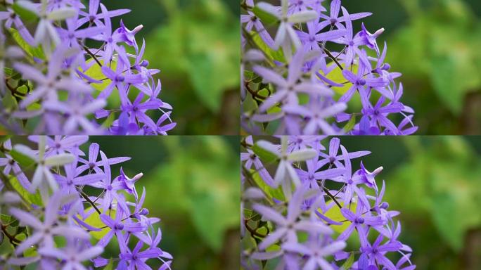 海燕花，紫色藤蔓花