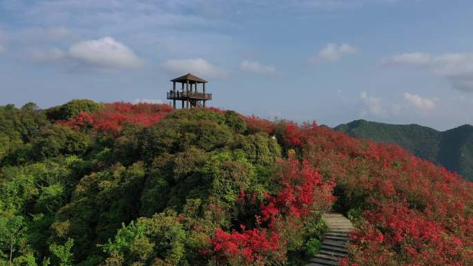 江西萍乡广寒寨杜鹃花风景