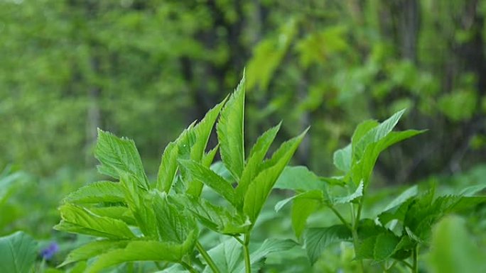 春天的草丛。药用野生植物。关闭静态摄像机