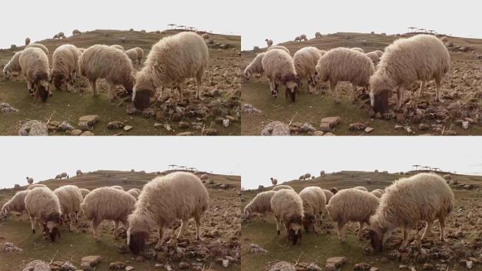 垂耳的毛羊在土耳其东部与叙利亚接壤的一座小山上吃草