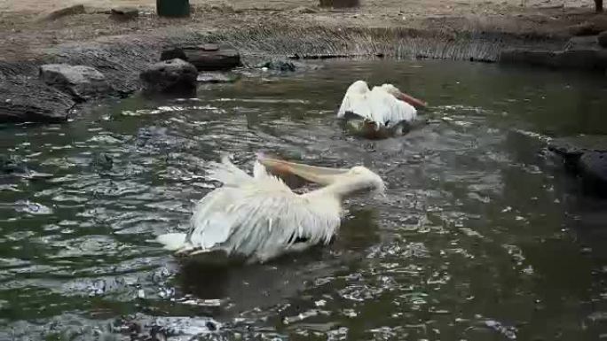 great white or pink-backed pelican swim and playin