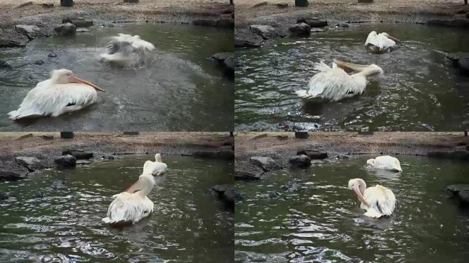 great white or pink-backed pelican swim and playin