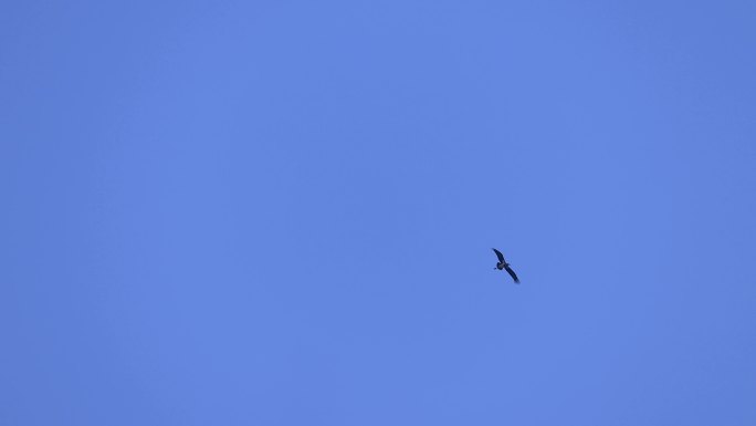 飞行的黑鹳、飞行的大鸟