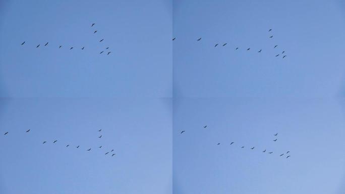 跟随领导者: 一群海鸥以不完美的v型飞行。慢动作。鸟鸥编队飞行，蓝天背景。迁徙的更大的鸟类正在编队飞