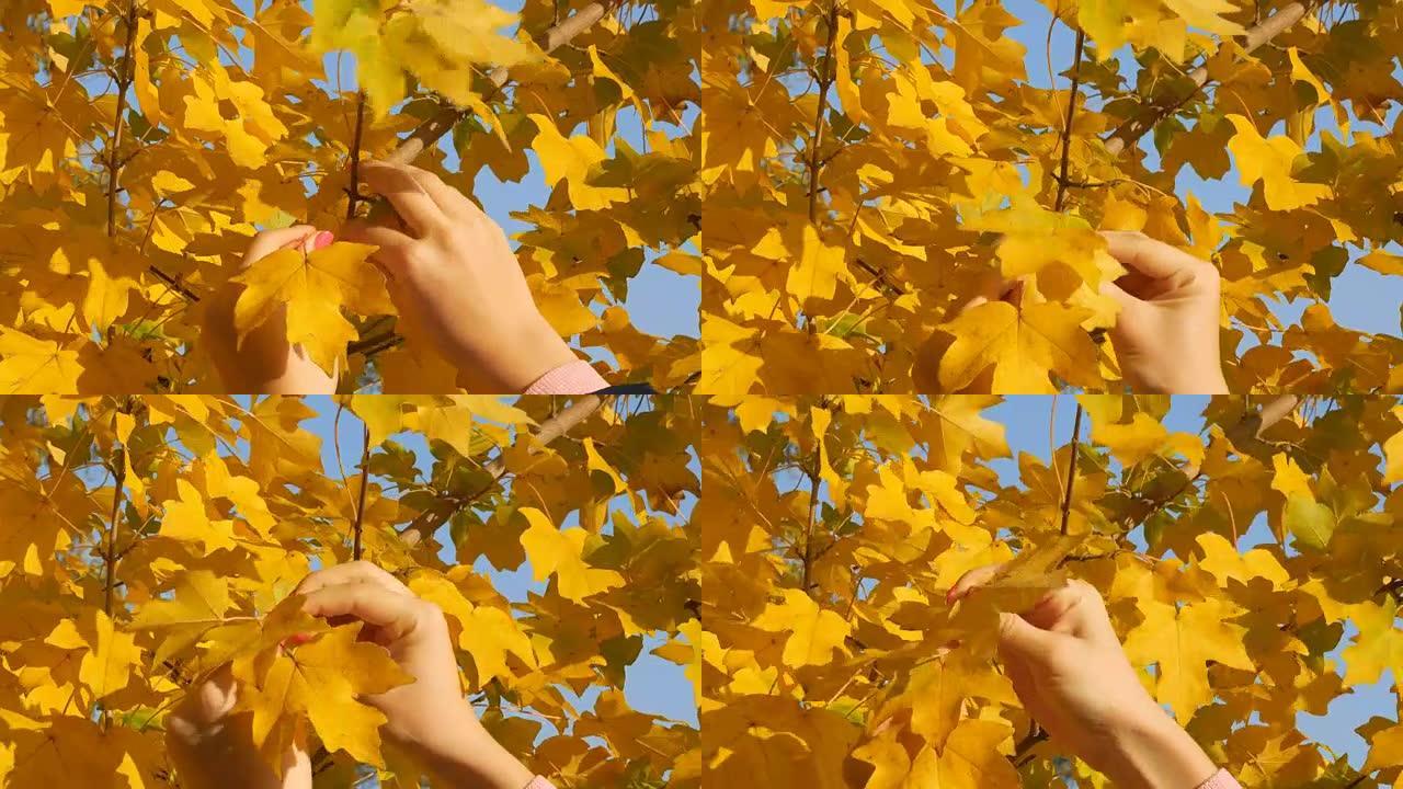 一个女孩在秋天撕黄叶，特写。秋季主题。